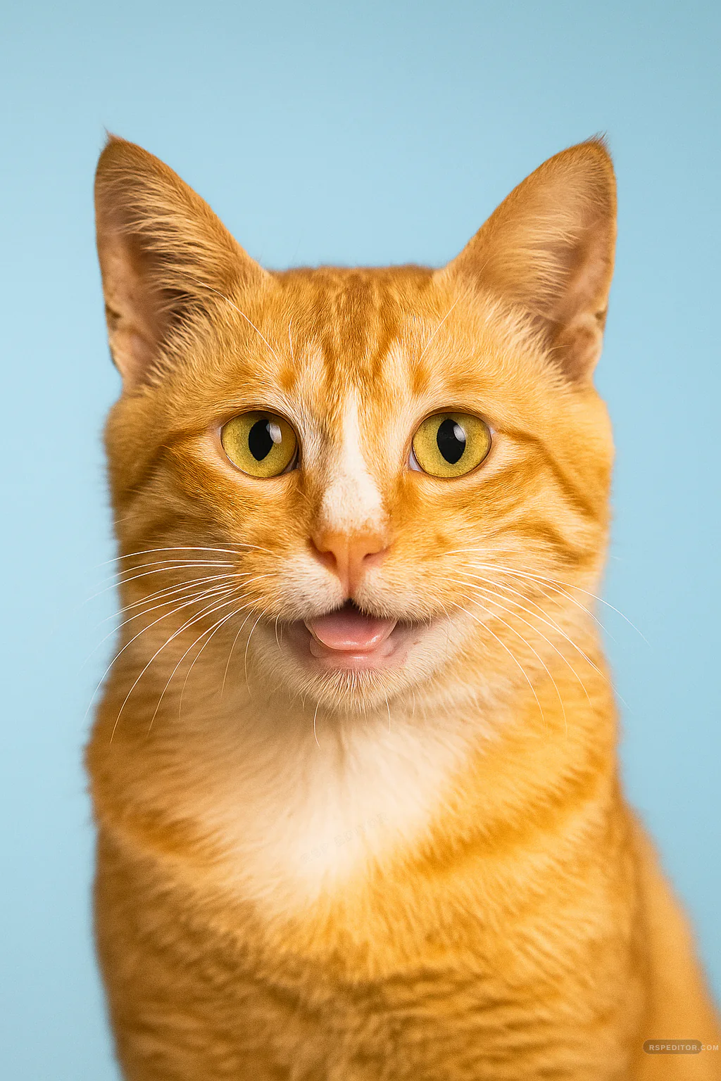 Bright orange cat profile portrait with a soft sky-blue background and friendly expression