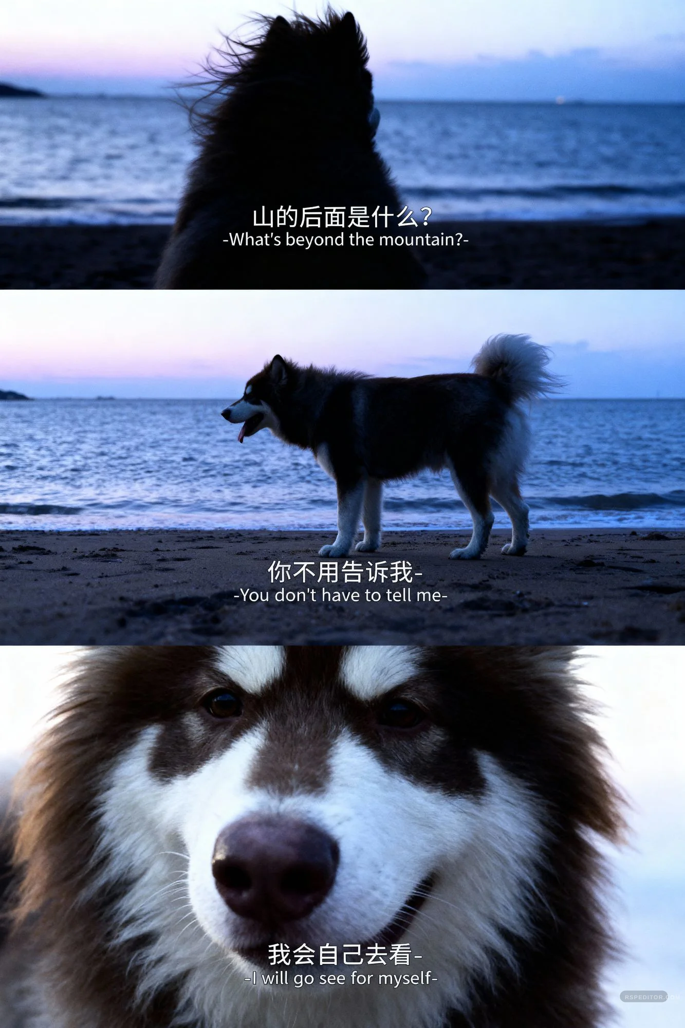 Three-frame twilight beach dog story with ocean horizon and a close pet portrait